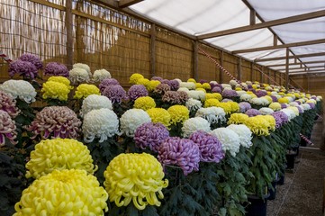 菊花展覧会2016