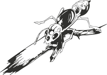 Black and white sketch of ant on twig - obrazy, fototapety, plakaty