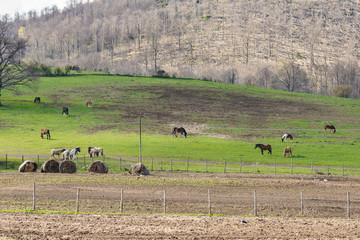 Rural scene with horses