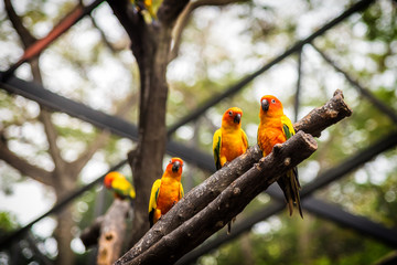 Sun Conure parrot is standing at dry branch.