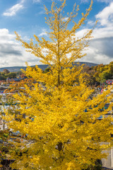 Fototapeta premium The Ginkgo tree.Background mountains and sky and Lake Yamanaka.