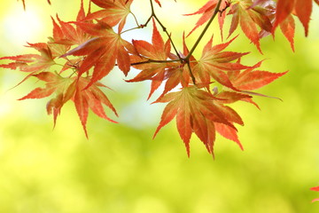 イロハモミジ（野村）