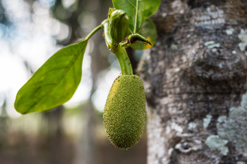 Young jackfruit growing on tree. Concept of hope and rebirth or