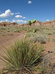 toadstool rock formation,  Grand Staircase Escalante National Monument
