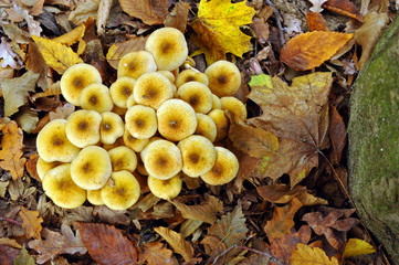Vista dall'alto di Gruppo di Funghi - Chiodini - Autunno - Armillaria mellea 