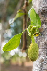 Young jackfruit growing on tree. Concept of hope and rebirth or