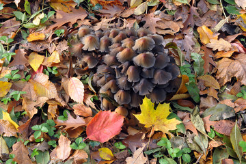 Gruppo di funghi - autunno