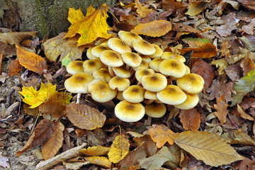 Gruppo di Funghi - Chiodini - Autunno