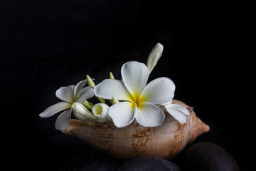Fototapeta na wymiar flower plumeria or frangipani bunch in sea conch shell