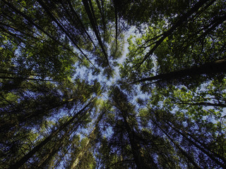 Baumkronen in einem Mischwald