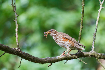 Redwing with a worm