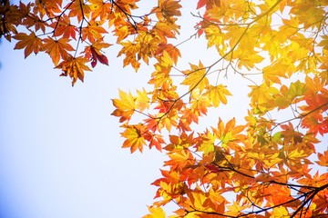 Blur vivid autumn natural background in Japan
