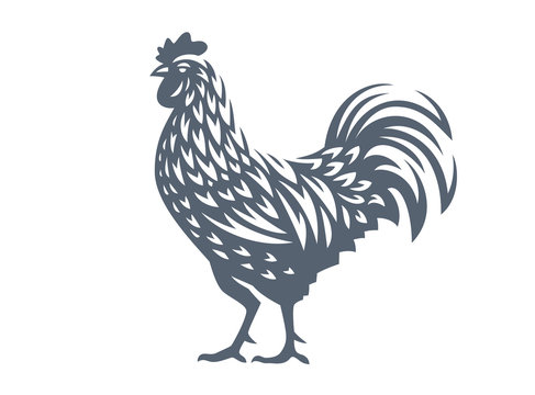 Vector illustration of rooster