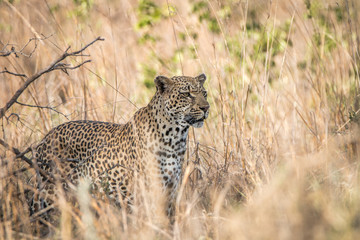 A Leopard blending in in the high grass.
