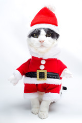 Black and white cat in Santa Claus dress walking on studio white background. Christmas holiday concept in vertical.