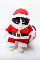 standing cat in Santa Claus hat on studio white background. Christmas holiday concept in vertical.