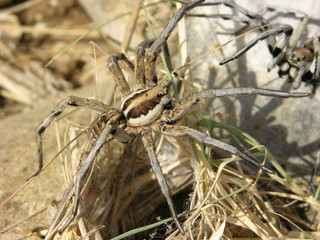 Spider