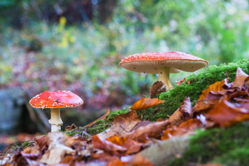 The red and white poisonous toadstool or mushroom called Amanita