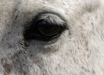 Close up of white horse head with long eye-lashes