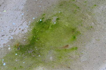 Green lichen on wet concrete floor