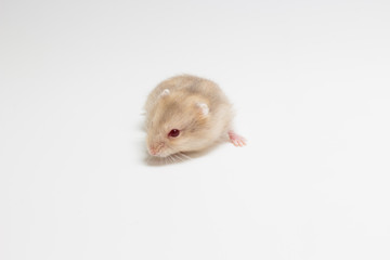 LIttle and Cute Hamster