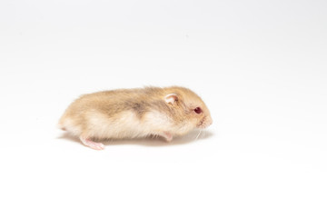 LIttle and Cute Hamster