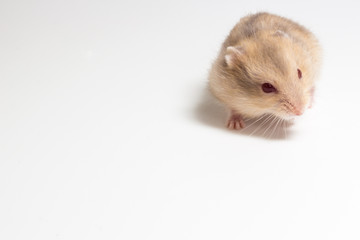 LIttle and Cute Hamster