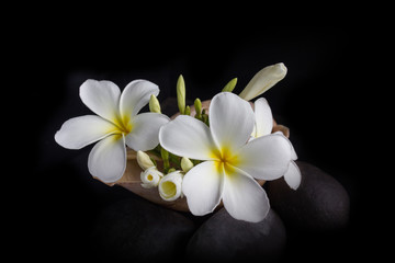 White flower plumeria or frangipani bunch in sea conch shell