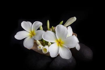 Photo sur Plexiglas Frangipanier Fleur blanche plumeria ou bouquet de frangipanier dans une coquille de conque de mer