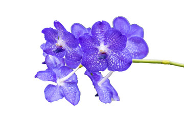 Fototapeta na wymiar Beautiful violet orchid isolated on white background.