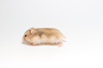 LIttle and Cute Hamster