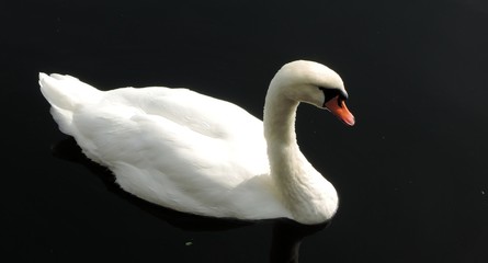 Swan