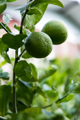 Fototapeta premium Lime green branches.