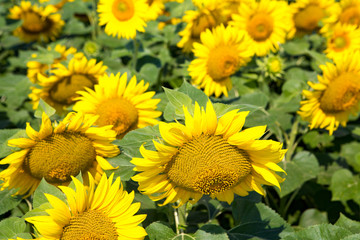 sunflowers