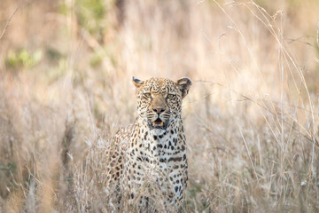 Fototapeta na wymiar A Leopard blending in in the high grass.