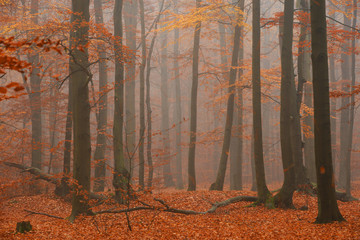 Obraz premium Autumn forest