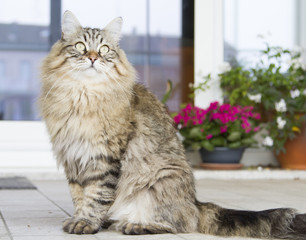 brown cat in the garden