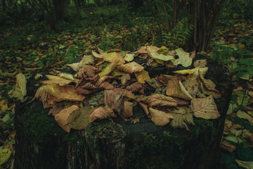 Листья на пне