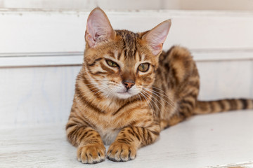 Fototapeta premium Bengal cat