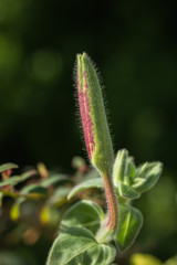 A hairy flower bud