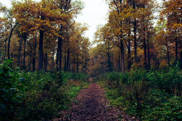 Осенний лес. 3