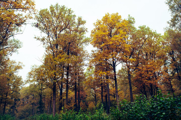 Осенний лес. 4