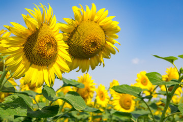 Naklejka premium sunflowers