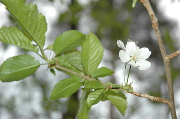 Kirschbaum im Frühling