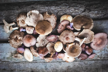 Fresh boletus mushrooms and dry mushroom on wooden table, overhead