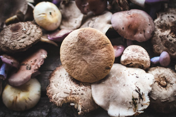 Fresh boletus mushrooms and dry mushroom on wooden table, overhead