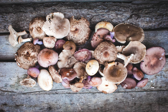 Fresh boletus mushrooms and dry mushroom on wooden table, overhead