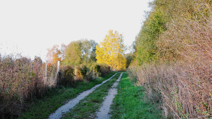 Naklejka premium Feldweg im Sonnenschein