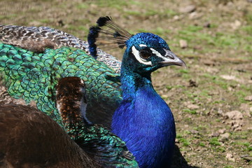Männlicher und weiblicher Pfau ruhen in der Sonne, Pavo christatus