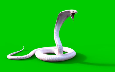 3d Albino king cobra snake isolated on green background, snake attack, king cobra